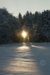 Sonnenstrahlen durchfluten den Wald im Winter.