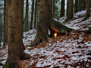 Adventwanderung 2017 - Fotos Martin Holzer