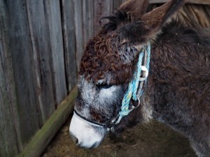 Adventwanderung 2017 - Fotos Martin Holzer